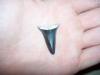 Hollow Mako tooth.